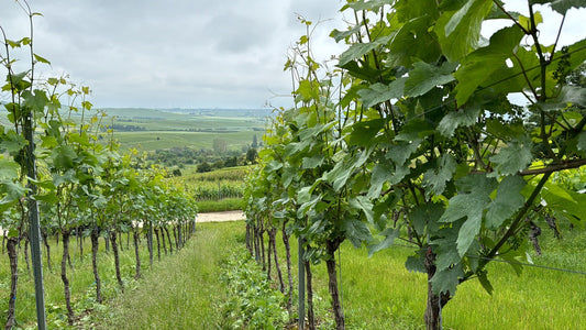 Grüner Weinberg mit Rebenreihen, Sommerlandschaft, bewölkter Himmel, Natur in Deutschland