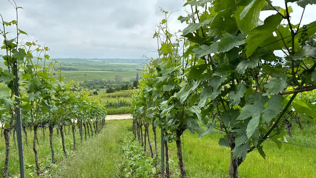 Grüner Weinberg mit Rebenreihen, Sommerlandschaft, bewölkter Himmel, Natur in Deutschland
