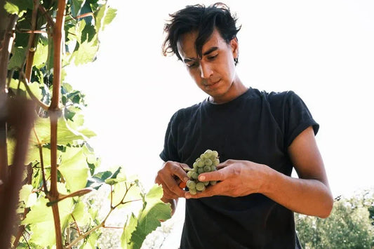 Junger Mann prüft grüne Trauben im Weinberg bei Sonnenlicht, Weinlese, Weinbau, Natur
