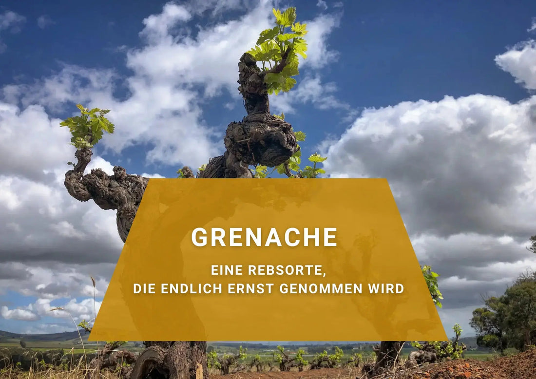 Grenache – eine Rebsorte, die endlich ernst genommen wird - Florian Fine Wine Shop