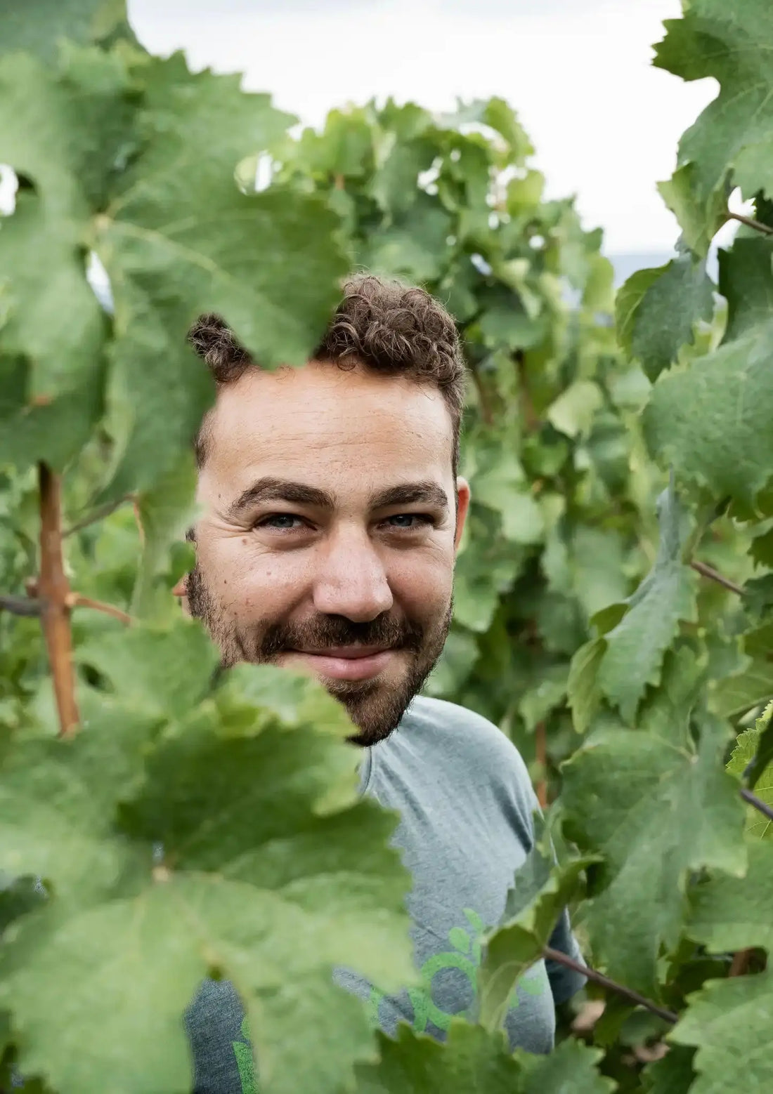 Mann im Weinberg zwischen grünen Weinreben, Winzer, Weinbau, Natur, Sommer