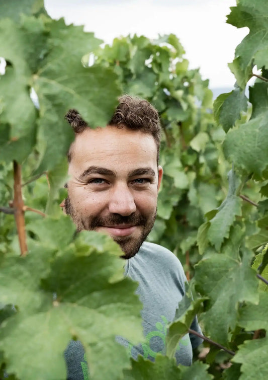 Mann im Weinberg zwischen grünen Weinreben, Winzer, Weinbau, Natur, Sommer