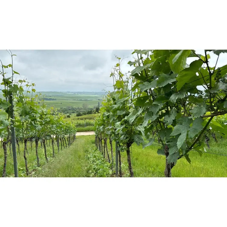 Rheinhessen