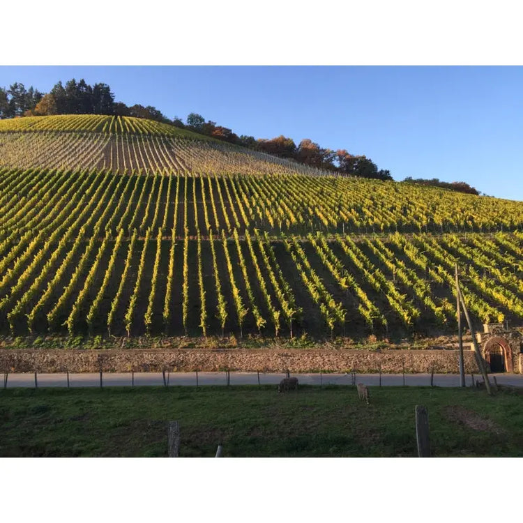 Mosel