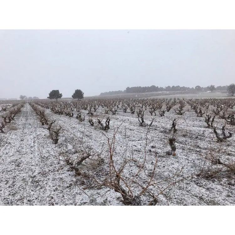 Ribera del Duero