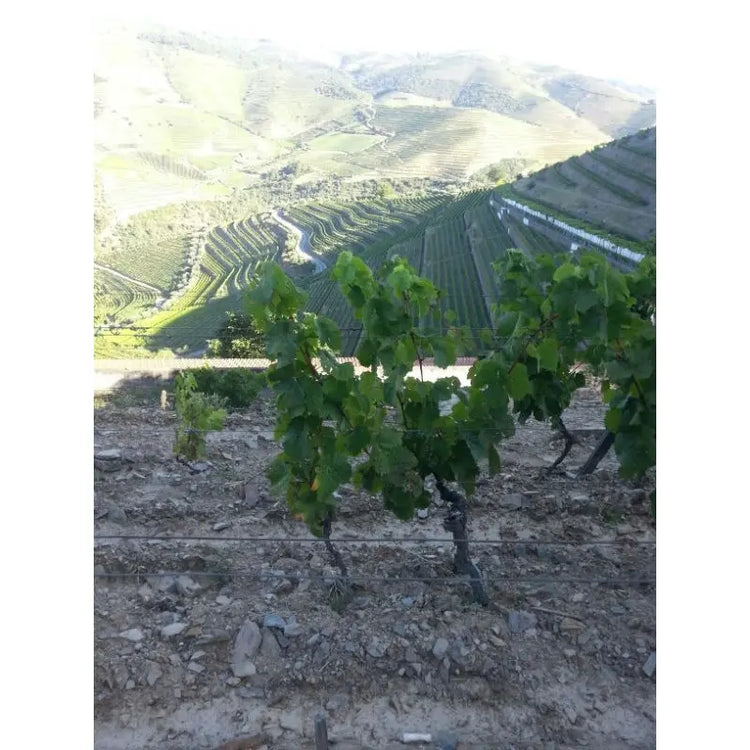 Douro