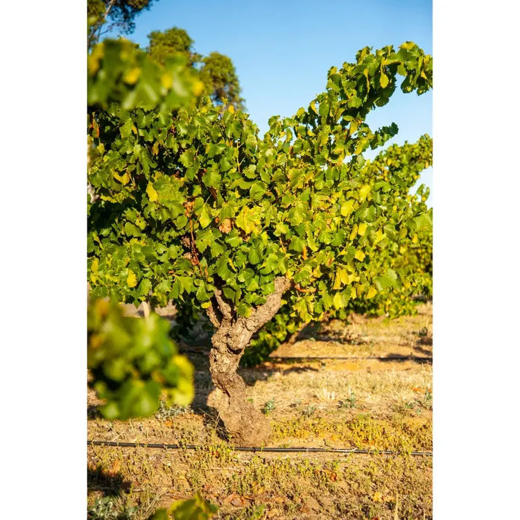 South Australia