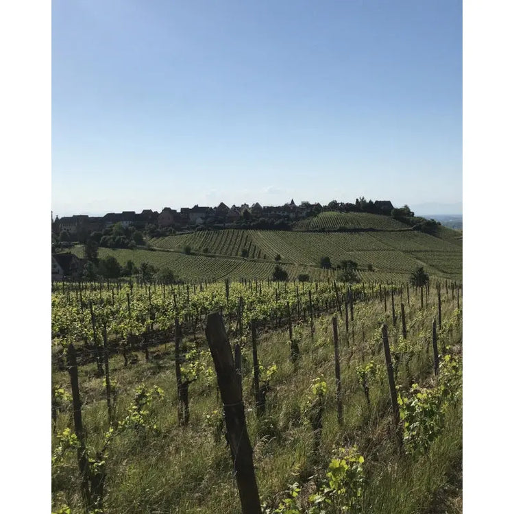 Elsass