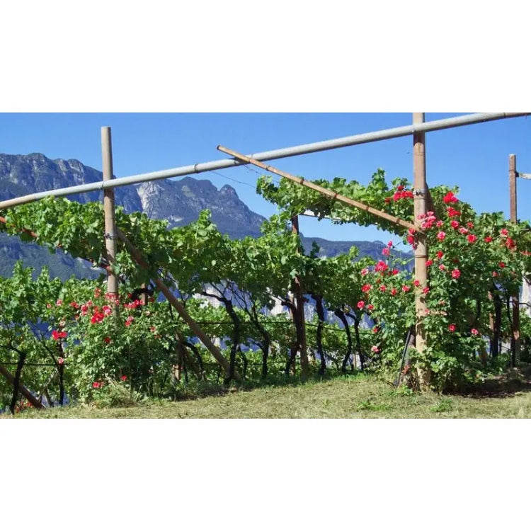 Trentino